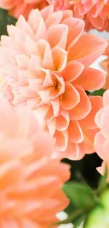 Peach dahlia flowers in soft focus mobile wallpaper.