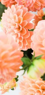 Vibrant peach dahlia flowers with lush green leaves.