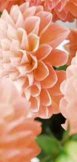 Close-up of peach dahlia flowers in full bloom, creating a soft floral wallpaper.