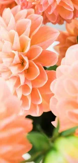 Peach dahlia flowers in close-up, creating a stunning floral mobile wallpaper.