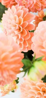 Peach dahlias with green leaves on a bright background.