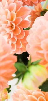 Close-up of beautiful peach dahlia flowers with lush green leaves.