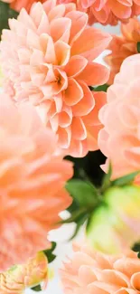 Beautiful peach flower bloom wallpaper with soft petals.