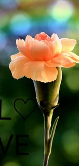 Peach flower with love text on a green background.