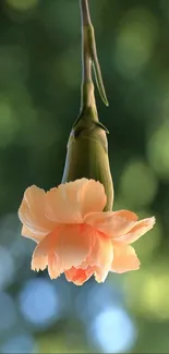 Peach flower with green bokeh background, perfect for a calming mobile wallpaper.