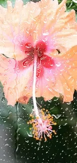 Peach hibiscus flower with green leaves background.