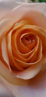 Peach-colored rose bloom, close-up view in soft tones.