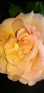 Stunning peach rose mobile wallpaper with elegant petals.