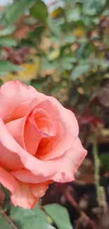 Close-up of a peach rose with blurred green leaves in the background.