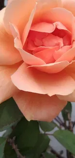 Peach rose bloom with green leaves background.