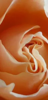 Peach rose petal close-up wallpaper background.