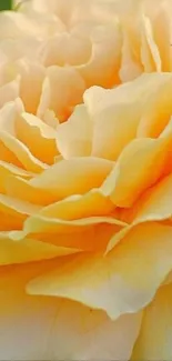 Close-up of soft peach rose petals in a floral mobile wallpaper.