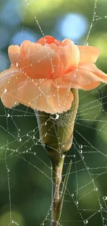 Peach rose with dewy web on green bokeh background.