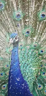 Majestic peacock displaying vibrant feathers.