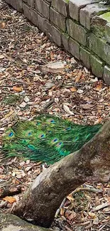 Vibrant peacock feathers on forest floor, showcasing earthy green hues.