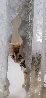 Curious cat peeks through lace curtains.