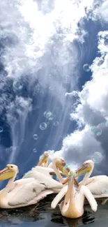 Pelicans floating under dramatic cloudy sky with bubbles.