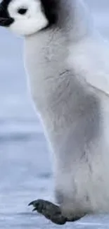 Adorable penguin chick standing on snowy ground.