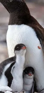 Penguin family with chicks in snow scene wallpaper.