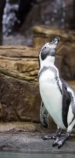 Penguin stands on rocky surface, looking up.