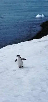 Penguin walking on snowy shore by the ocean.