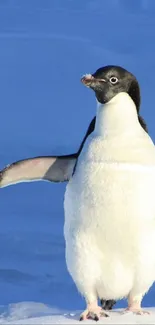 Emperor penguin standing on icy blue background.