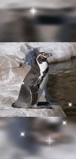 Penguin standing on rocky shore with star accents.