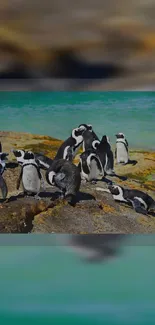 Penguins gather on rocky shore with turquoise sea.