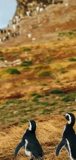 Two penguins on a brown grassy slope with mountain backdrop.