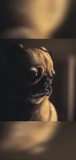 Mobile wallpaper of a pensive pug in dark, artistic lighting.