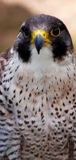 Peregrine Falcon with intense gaze on natural background.