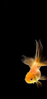 Elegant goldfish swimming on a black background wallpaper.