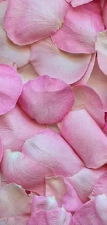 Soft pink rose petals mobile wallpaper design.