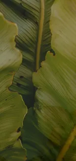 Petal Plant Terrestrial Plant Live Wallpaper