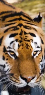 Close-up of majestic tiger in the wild.