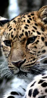 Photograph Carnivore Felidae Live Wallpaper