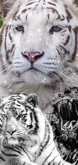 Photograph White Bengal Tiger Live Wallpaper