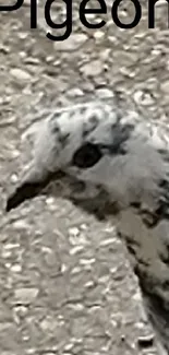 Pigeon walking on a textured gray pavement in a serene urban setting.