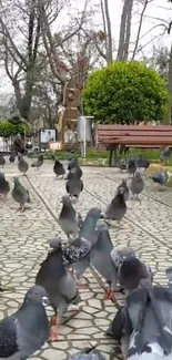 Pigeons gather along a tranquil park pathway with greenery and benches in view.