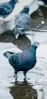 Pigeon standing in water with city reflections in a digital urban setting.