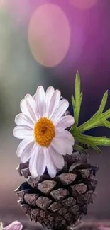 Daisy flower blooming atop a pine cone with pink and green blurred background.