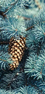 Blue-green pine foliage with cone closeup wallpaper.