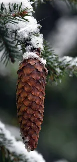 Snow-covered pine cone hanging on green branches.