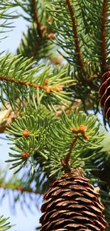 Close-up of pine cones and needles on evergreen branches against the sky.