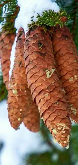 Snowy pine cones on evergreen branch close-up.