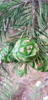 Close-up of green pine cones on a branch, nature background.