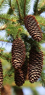 Close-up of pine cones on evergreen branches in natural setting.