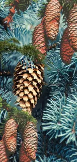 Pine cones nestled on blue-green branches, creating a natural mobile wallpaper.