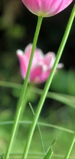 Close-up of pink tulips with green stems, set against a blurred natural background.