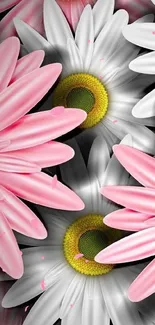 Pink and white daisy floral wallpaper for phone.